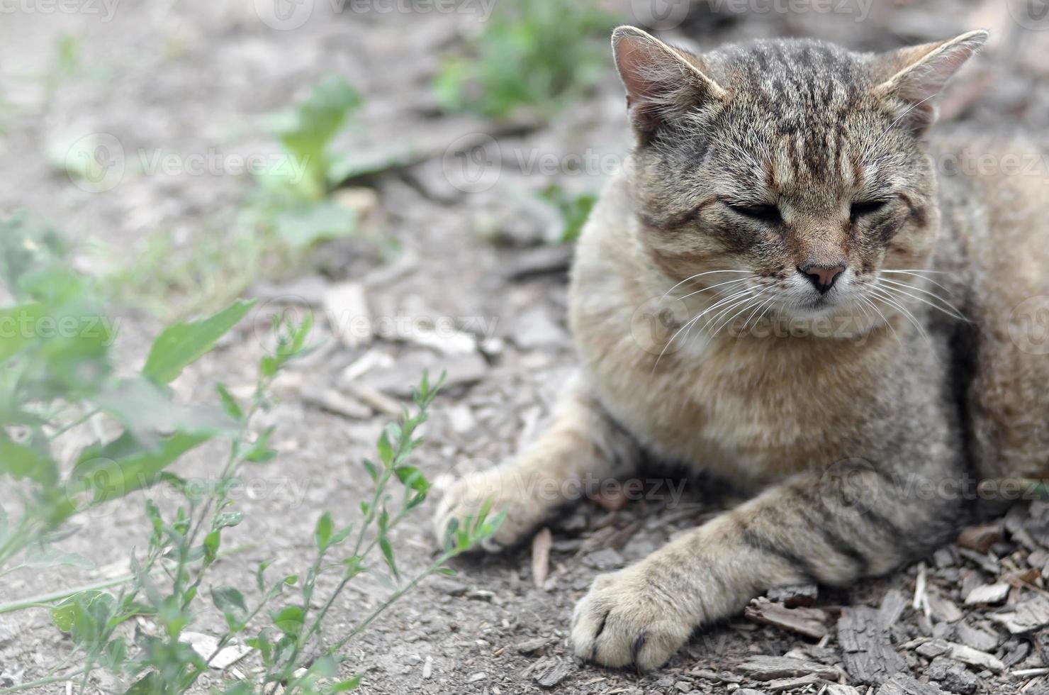 retrato de bozal triste de un gato atigrado de rayas grises con ojos verdes, enfoque selectivo foto