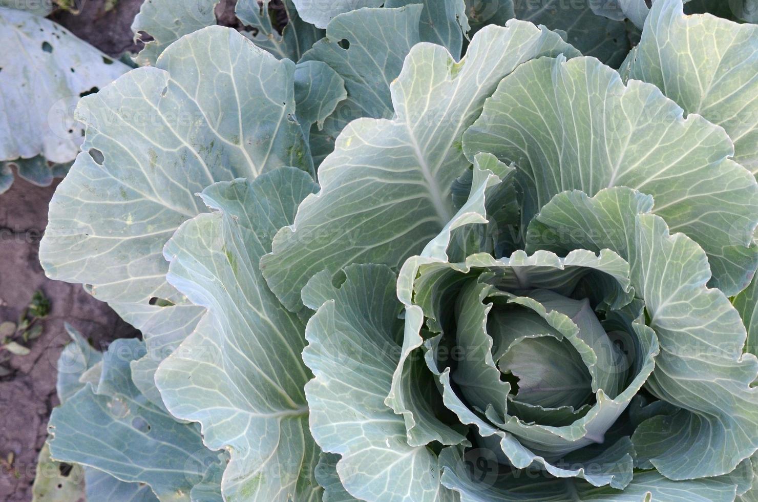 Green cabbage maturing head growing in vegetable farm photo