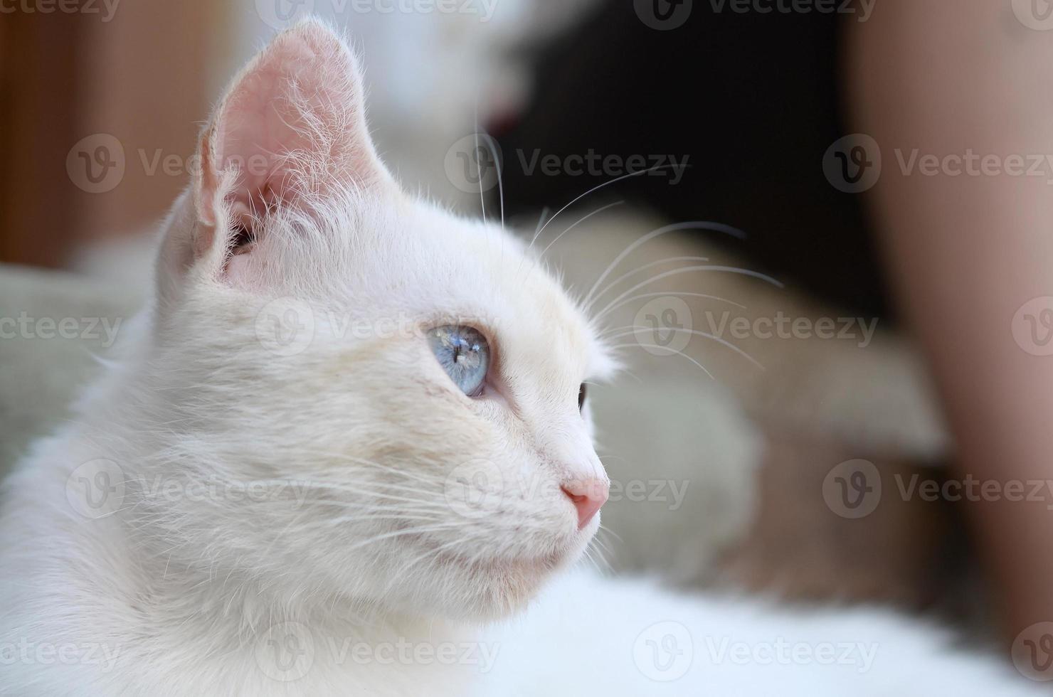 Pure white cat with turquoise blue eyes and pink defective ears photo