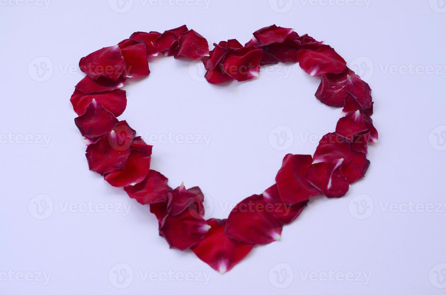 Dark red rose petals on pastel lilac background. Valentine's day backdrop with copy space photo