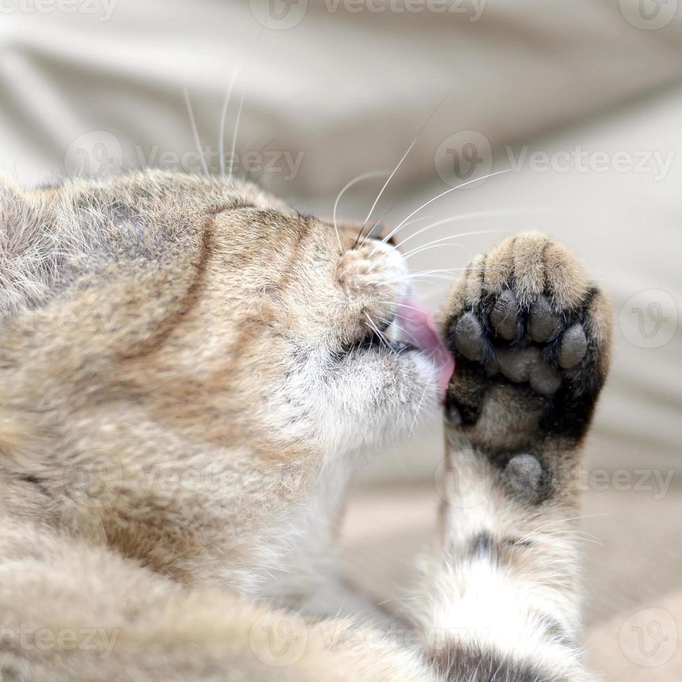 Portrait of tabby cat sitting and licking his hair outdoors and lies on brown sofa photo