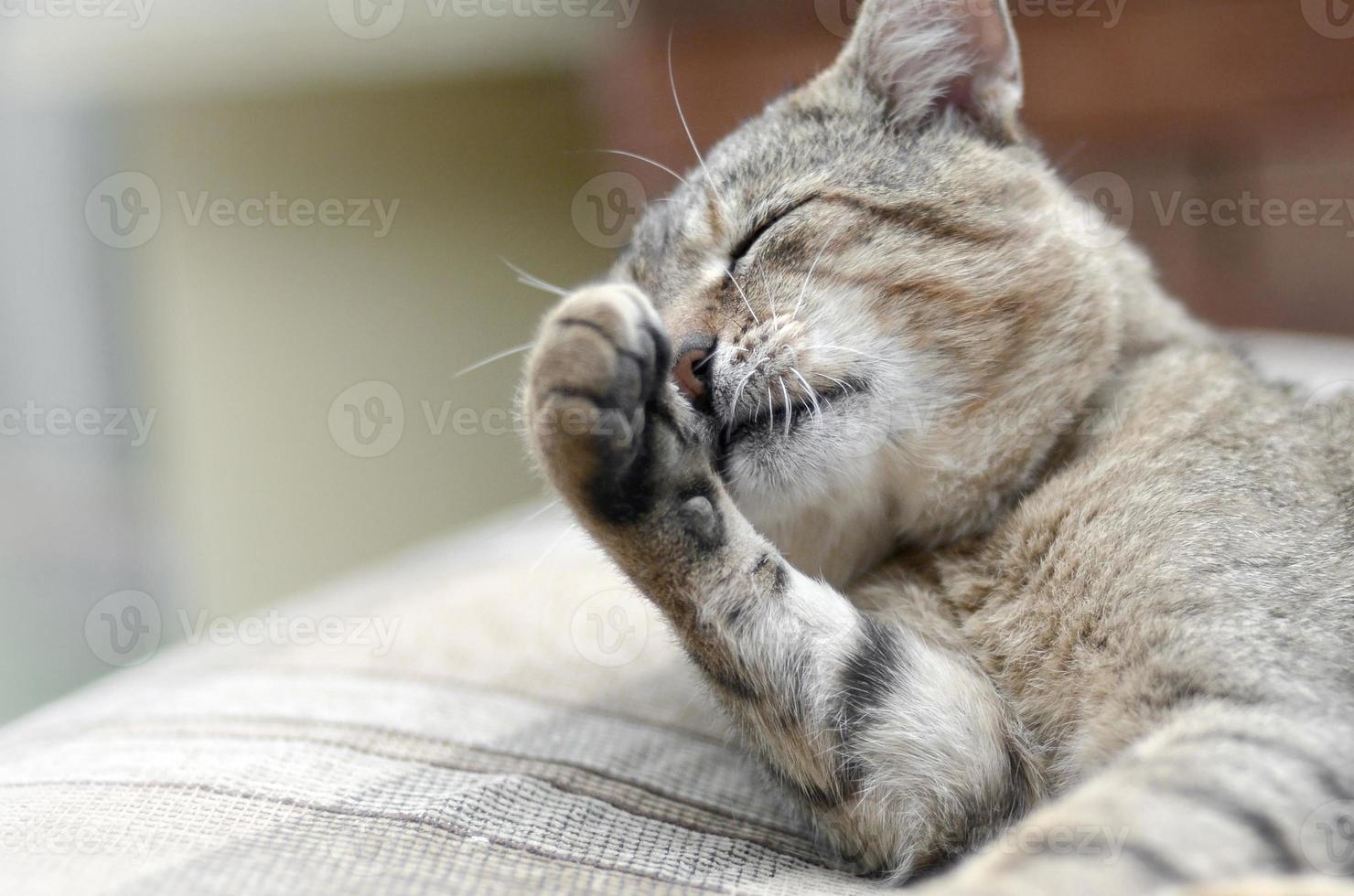 Portrait of tabby cat sitting and licking his hair outdoors and lies on brown sofa photo