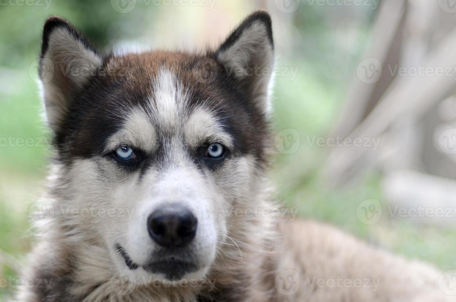 Arctic Malamute with blue eyes muzzle portrait close up. This is a fairly large dog native type photo