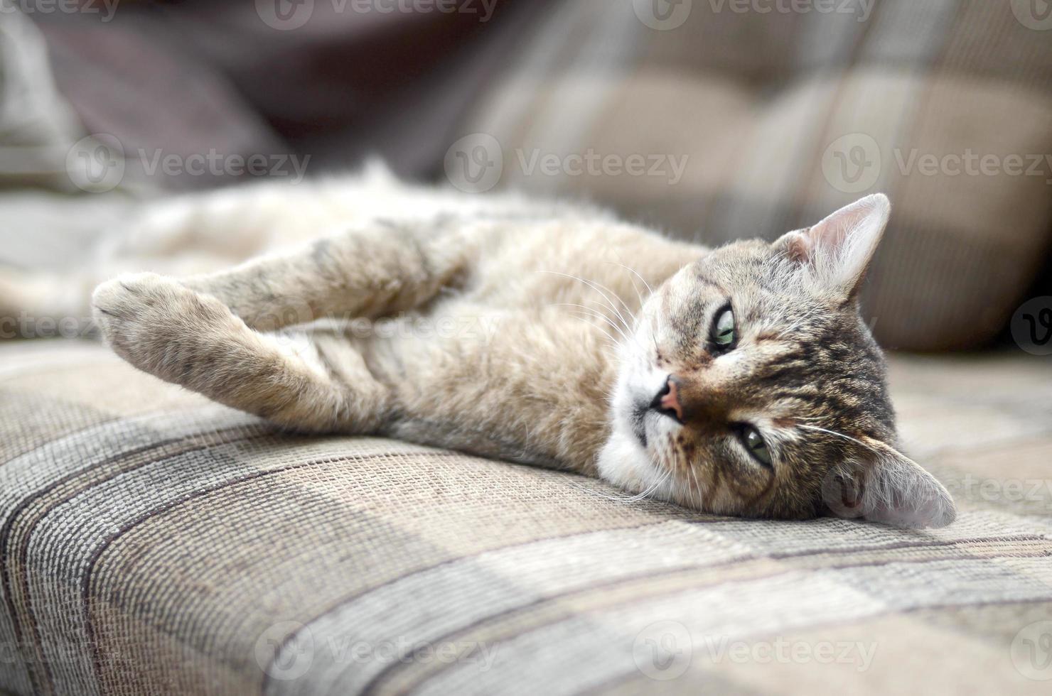 Close up of a sad and lazy tabby cat napping on the couch outdoors in evening photo