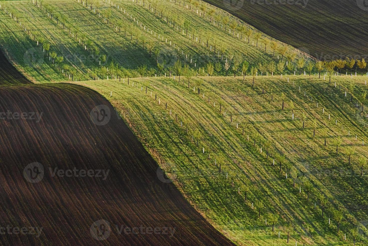 Line of fresh trees on the green agriciltural fields at daytime photo