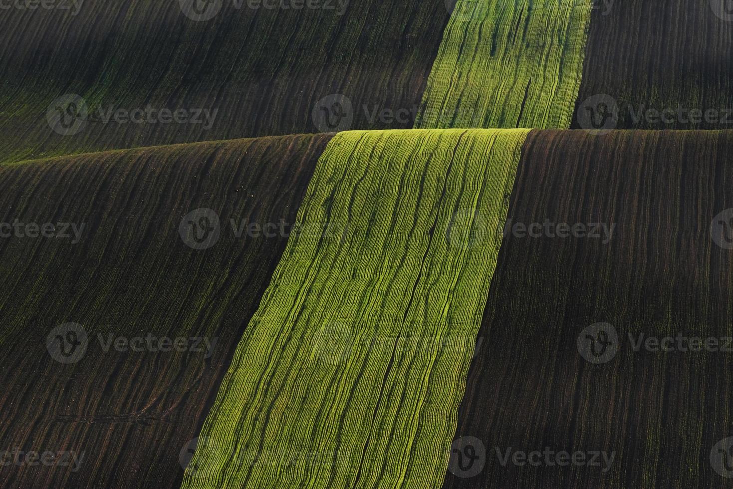 Line of fresh trees on the green agriciltural fields at daytime photo