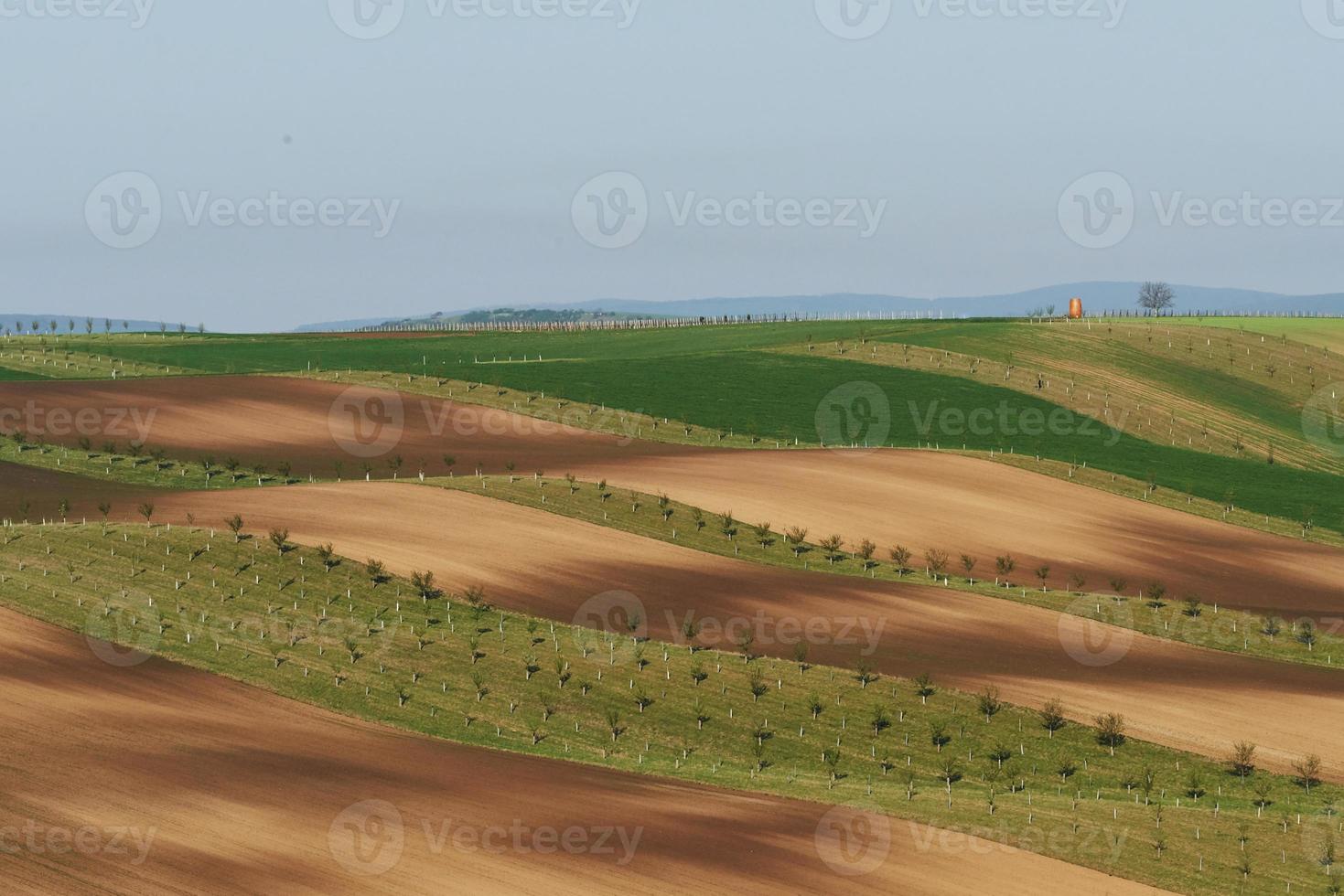 Hermosa naturaleza. línea de árboles frescos en los verdes campos agrícolas durante el día foto