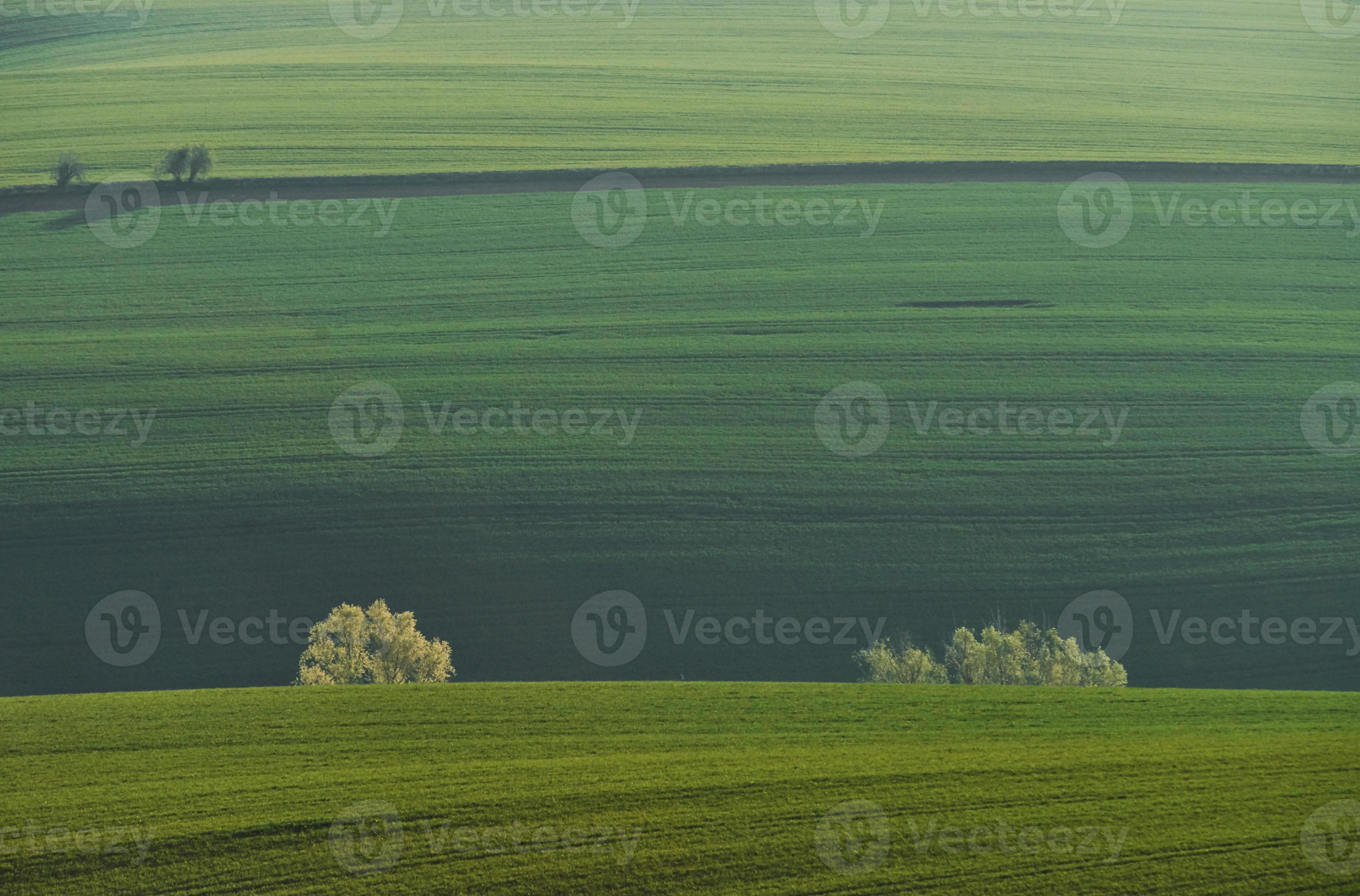 Beautiful meadow. Green agricultural fields of Moravia at daytime. Nice weather 15195760 Stock