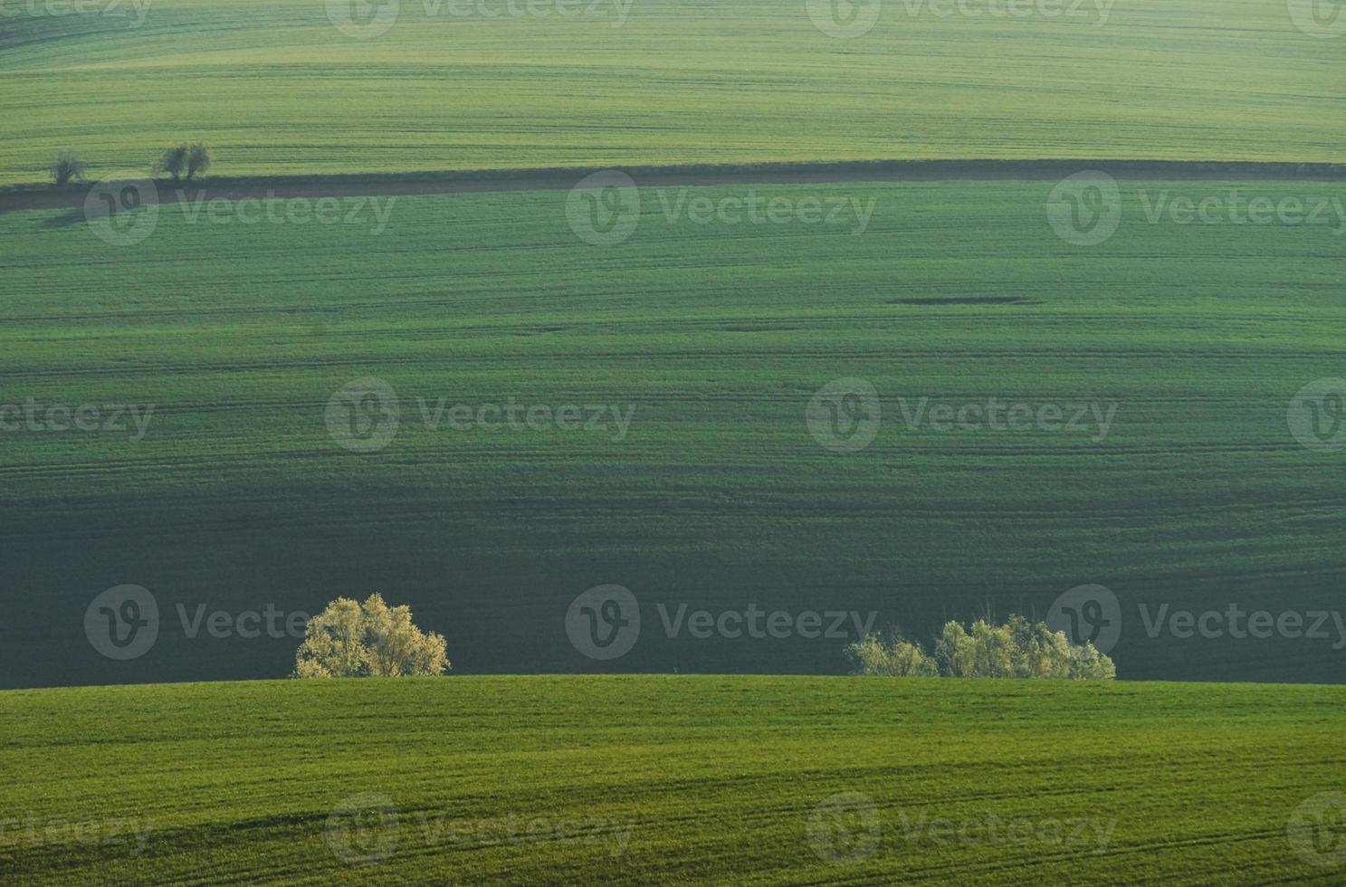 Beautiful meadow. Green agricultural fields of Moravia at daytime. Nice weather photo