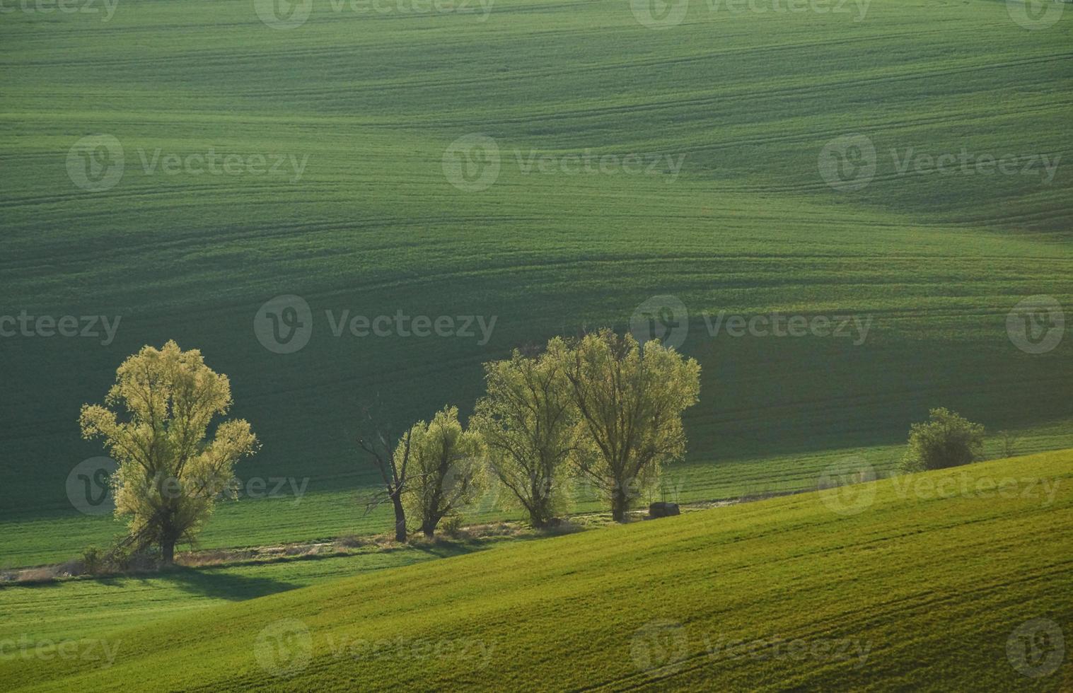 Line of fresh trees on the green agriciltural fields at daytime photo