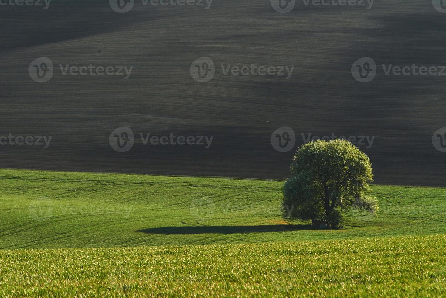 Tree on green field in Moravia. Beautiful nature. Rural scene photo