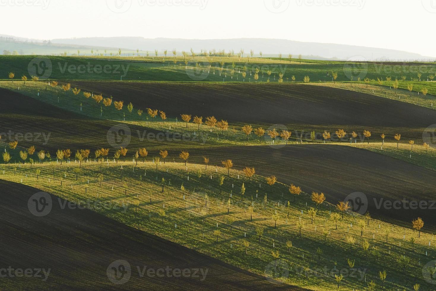 Hermosa naturaleza. línea de árboles frescos en los verdes campos agrícolas durante el día foto