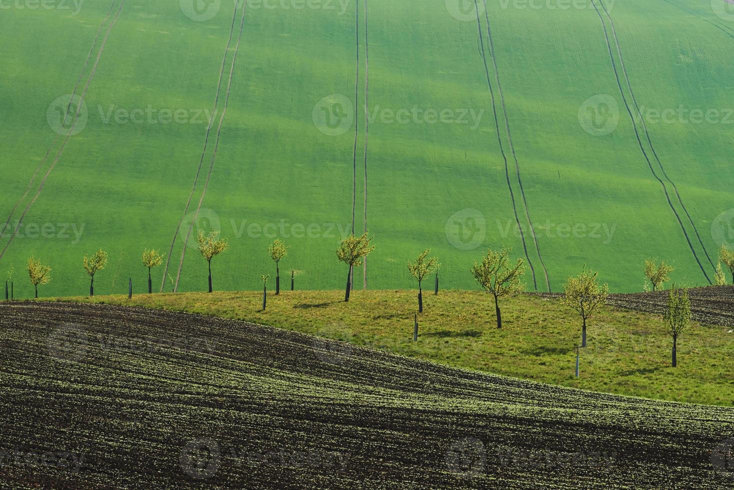 Beautiful nature. Line of fresh trees on the green agriciltural fields at daytime photo