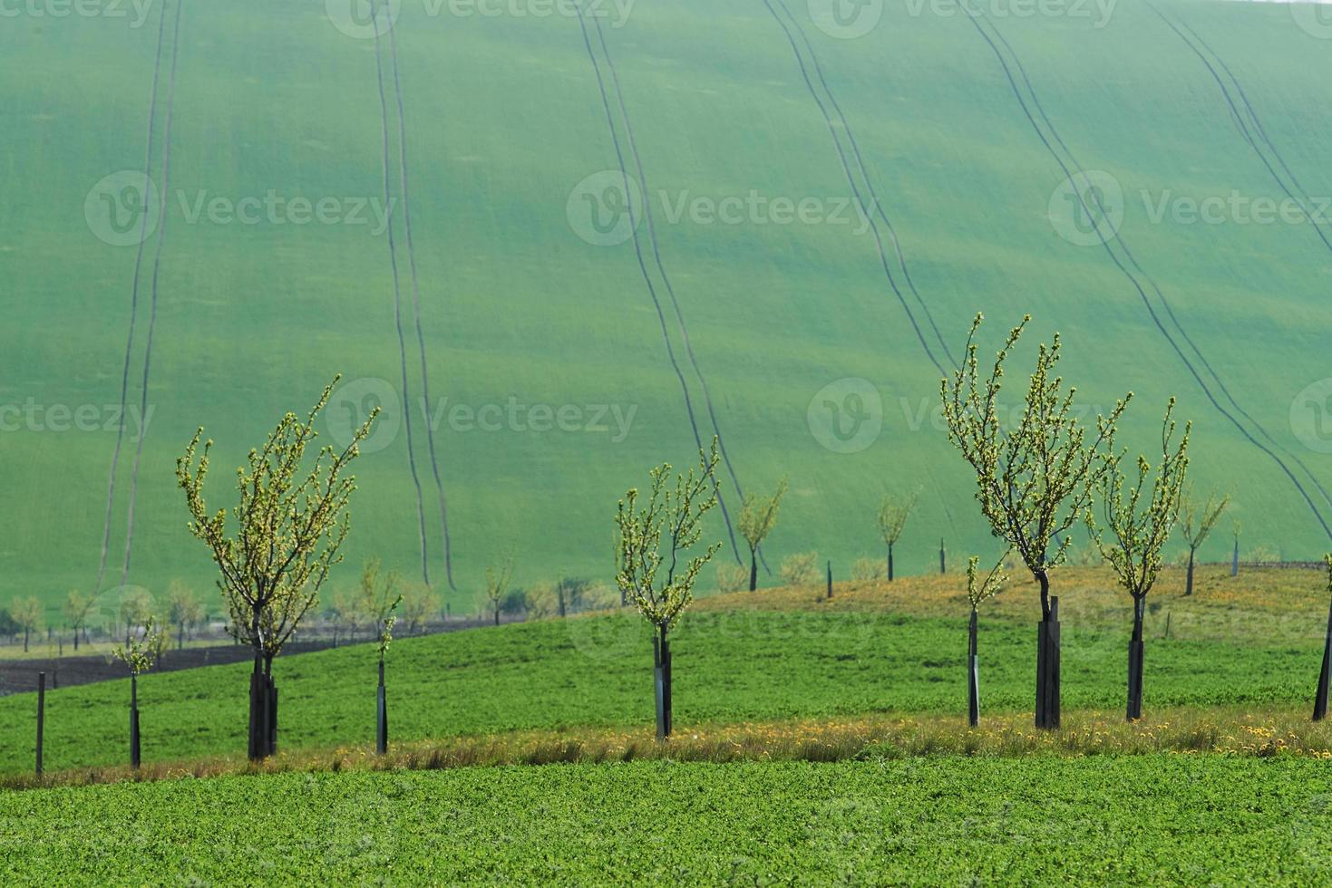 Beautiful nature. Line of fresh trees on the green agriciltural fields at daytime photo