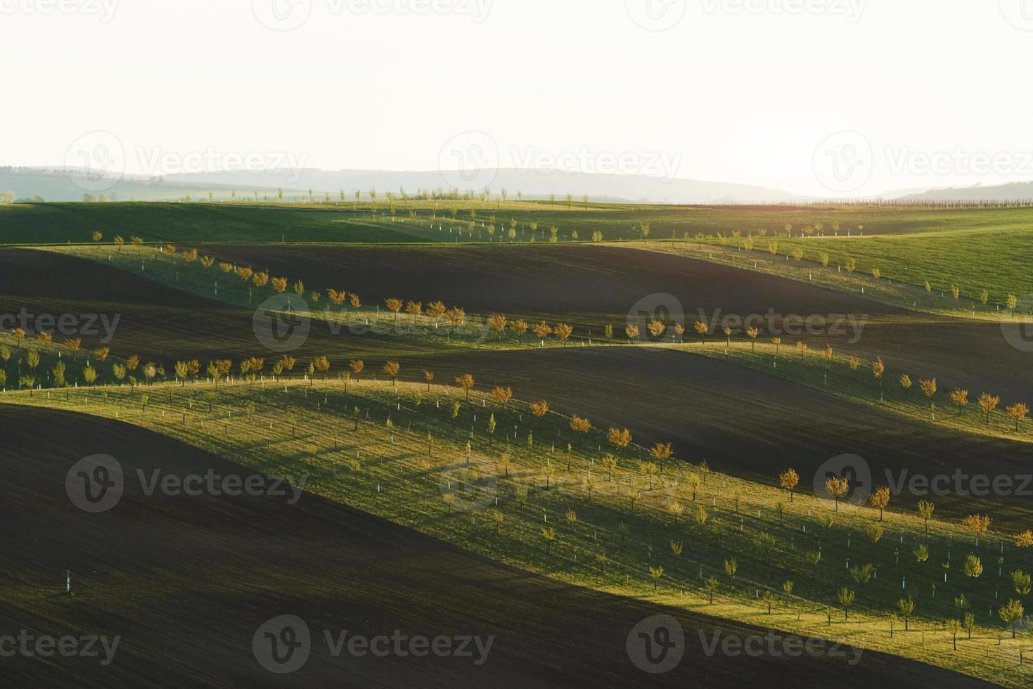 Beautiful nature. Line of fresh trees on the green agriciltural fields at daytime photo