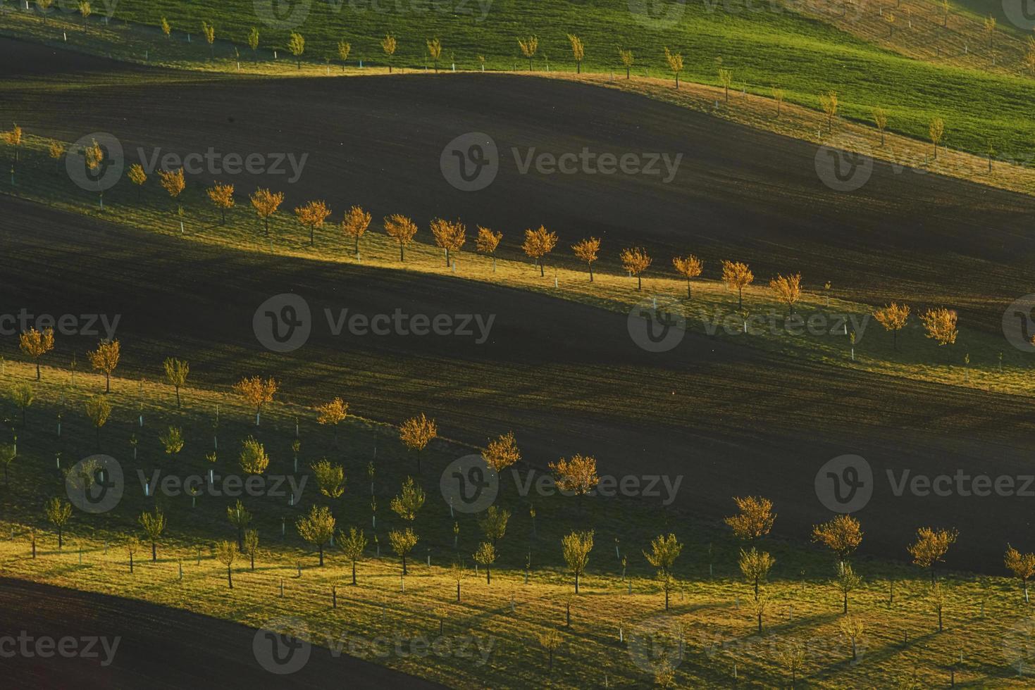 Hermosa naturaleza. línea de árboles frescos en los verdes campos agrícolas durante el día foto