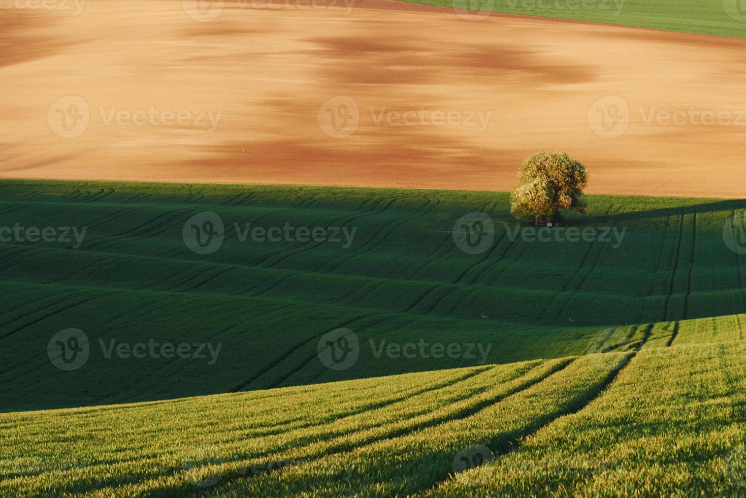 Tree on green field in Moravia. Beautiful nature. Rural scene photo