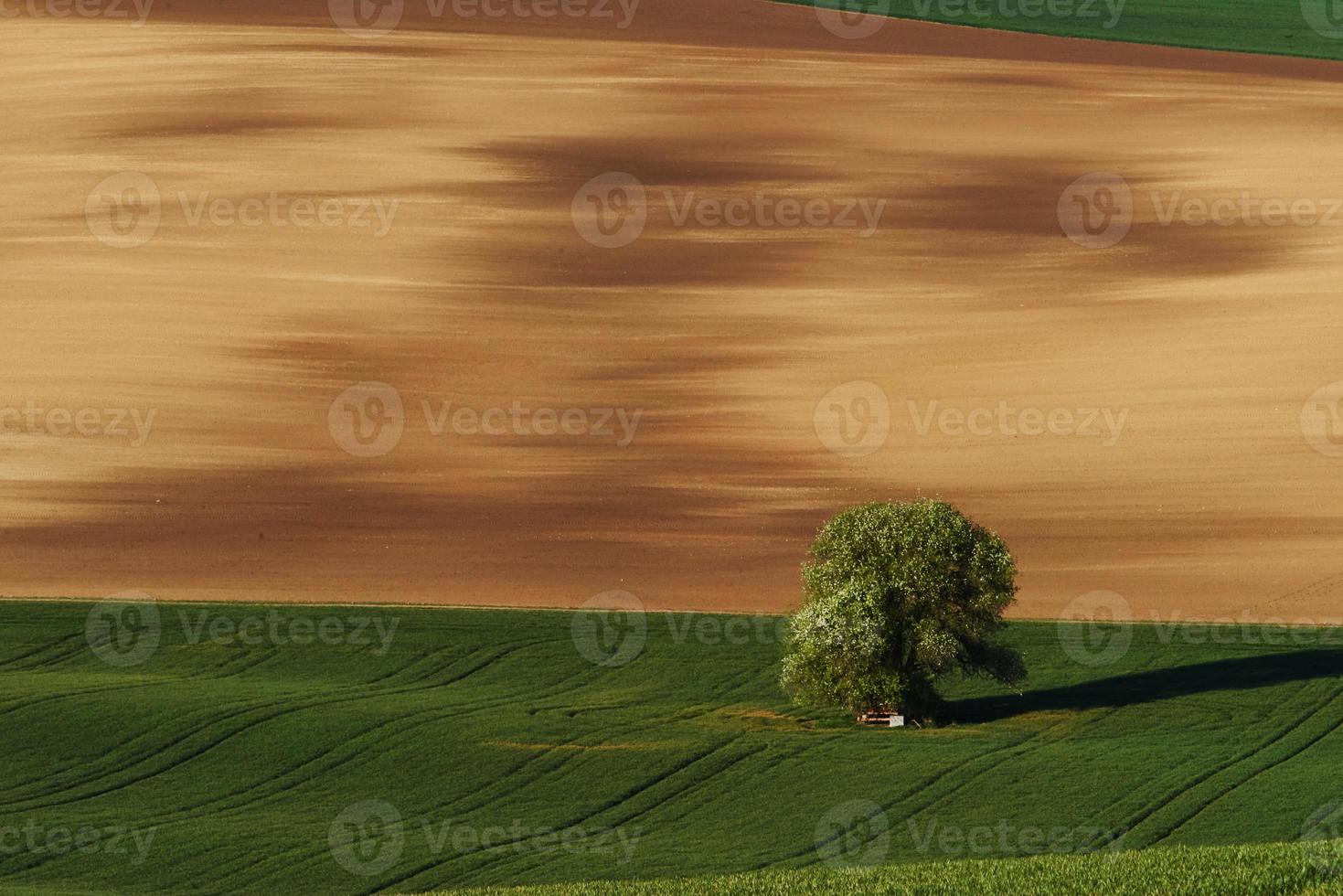 tejido de color dorado. árbol en campo verde en moravia. Hermosa naturaleza. escena campestre foto