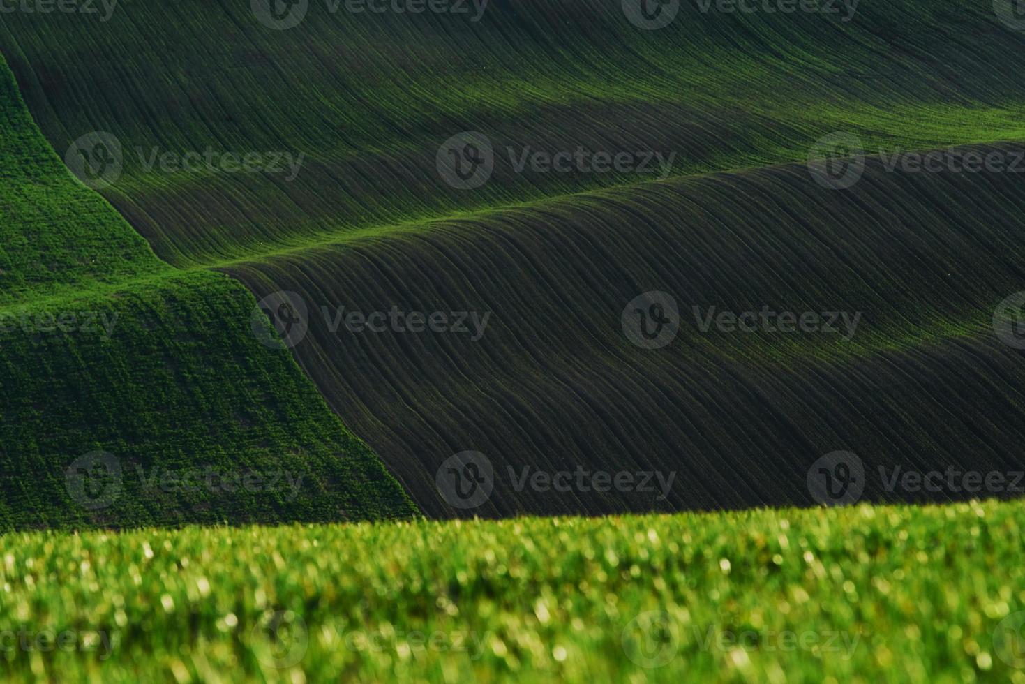 Rural scene. Green agricultural fields of Moravia at daytime. Nice weather 15196924 Stock Photo