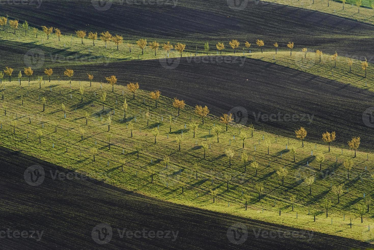 Line of fresh trees on the green agriciltural fields at daytime photo