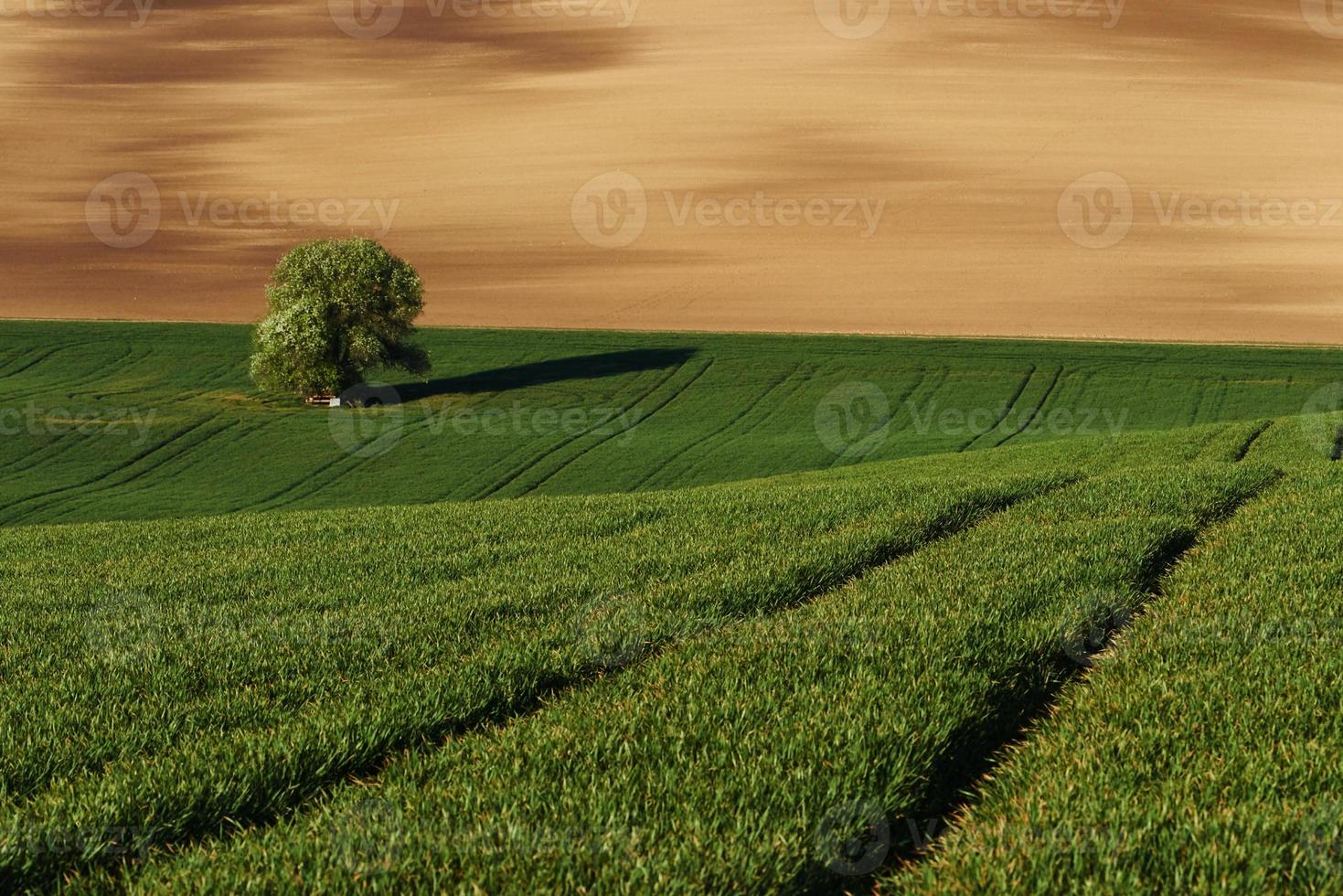 tejido de color dorado. árbol en campo verde en moravia. Hermosa naturaleza. escena campestre foto