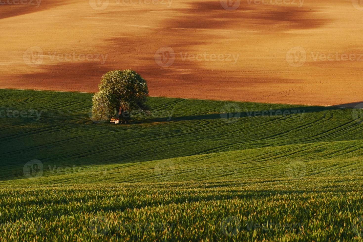 tejido de color dorado. árbol en campo verde en moravia. Hermosa naturaleza. escena campestre foto