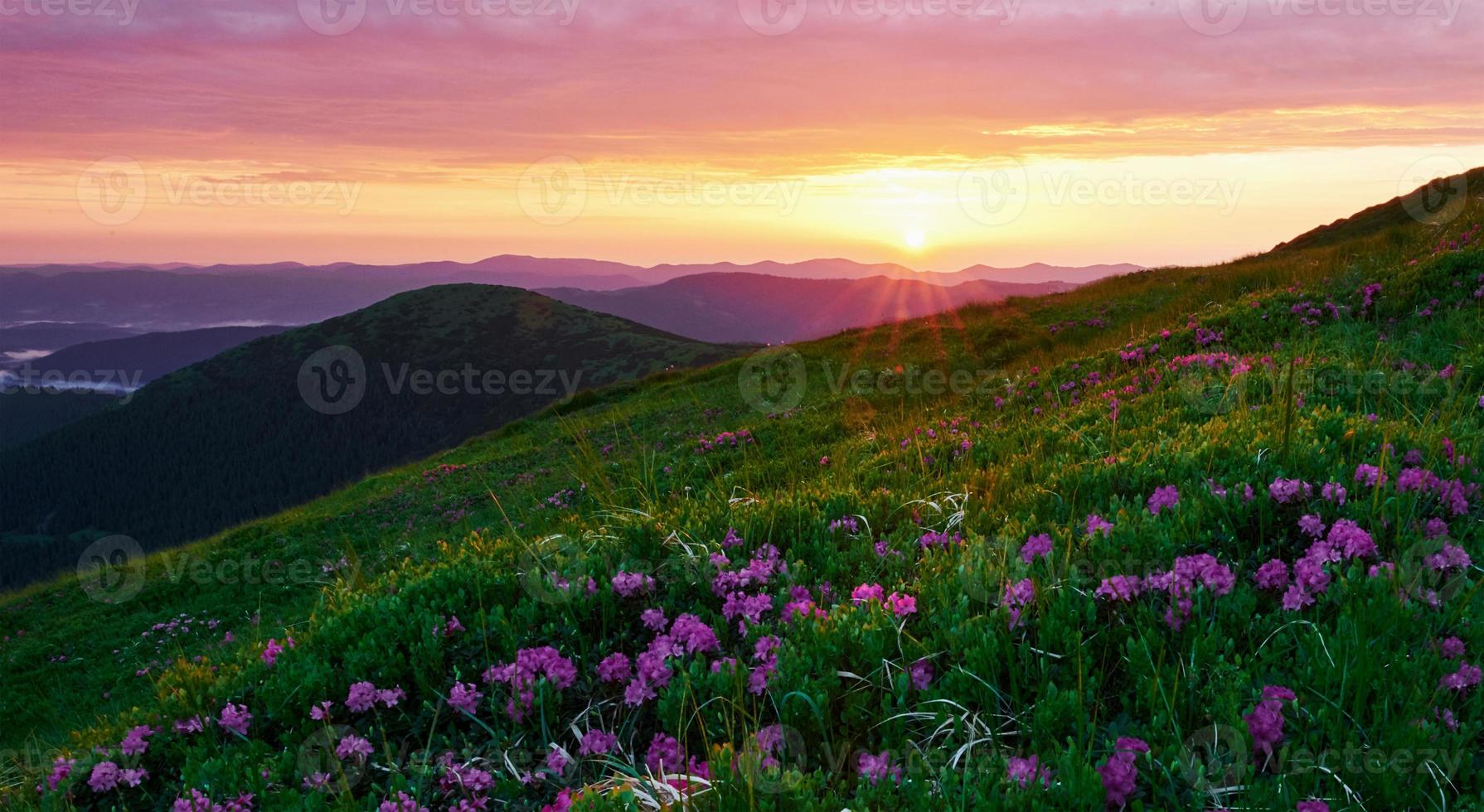 Bloom period. Majestic Carpathian mountains. Beautiful landscape. Breathtaking view photo
