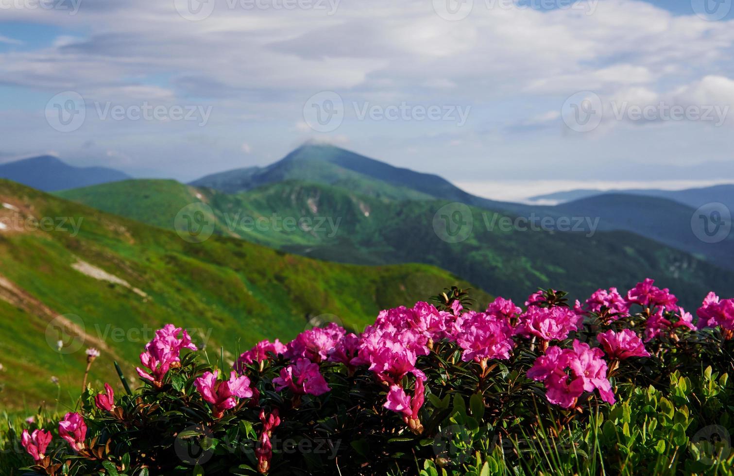 Sunlight on flowers and fields. Majestic Carpathian mountains. Beautiful landscape. Breathtaking view photo