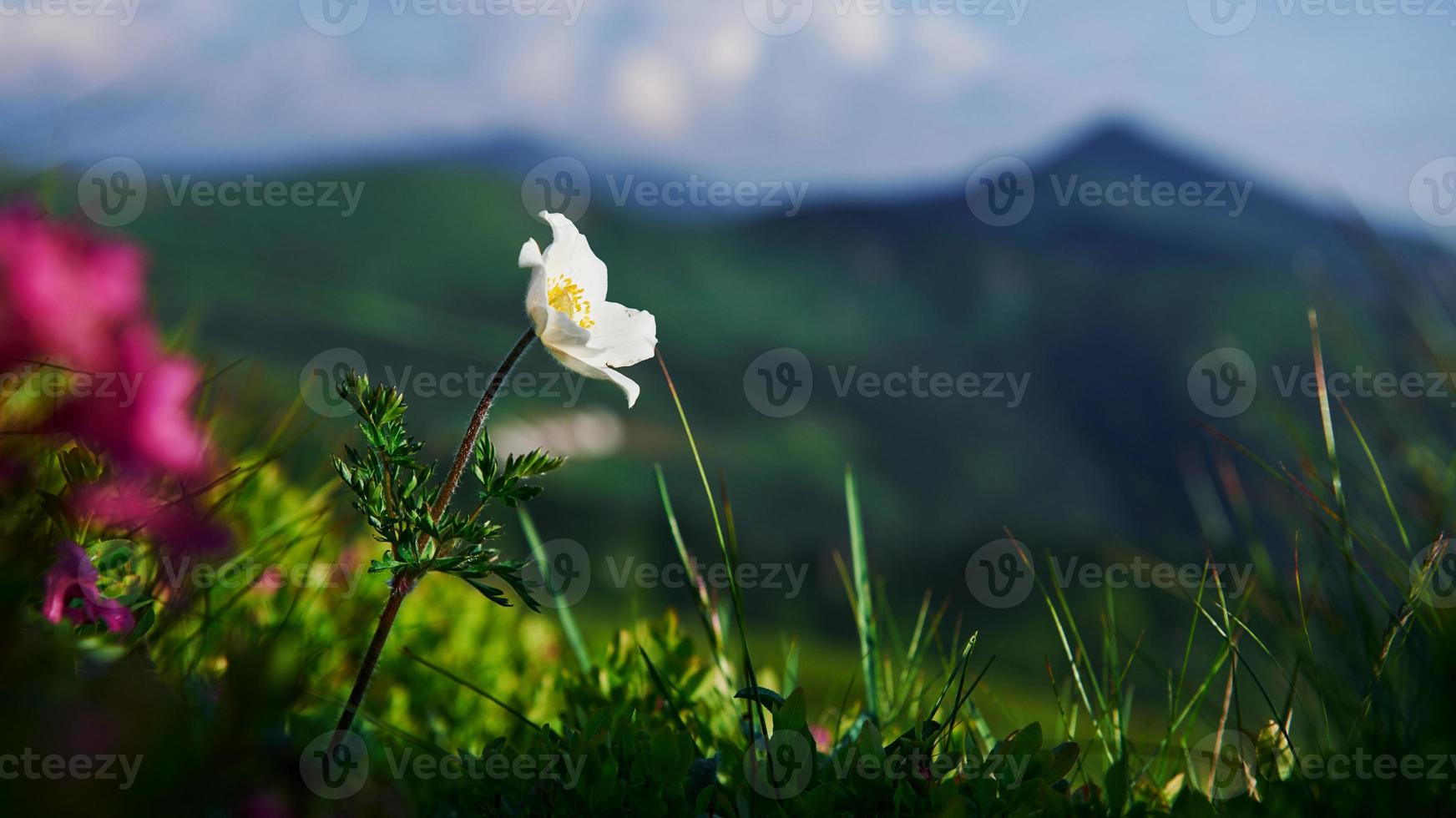 Beautiful nature. Close up view of grass at mountains at sunny day photo