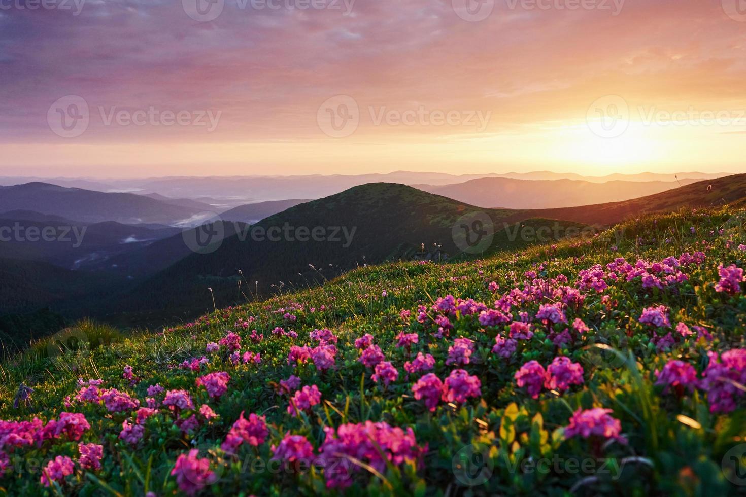 Bright pink and green meadow. Majestic Carpathian mountains. Beautiful landscape. Breathtaking view photo