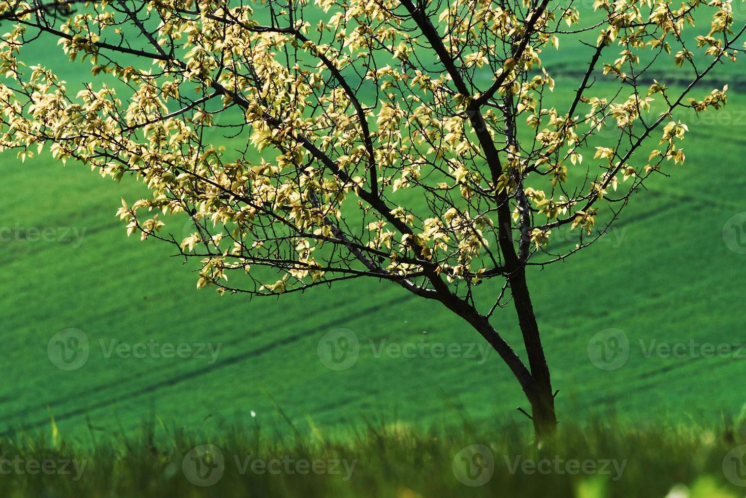 Image docuse technique. Beautiful meadow. Green agricultural fields of Moravia at daytime. Nice weather photo