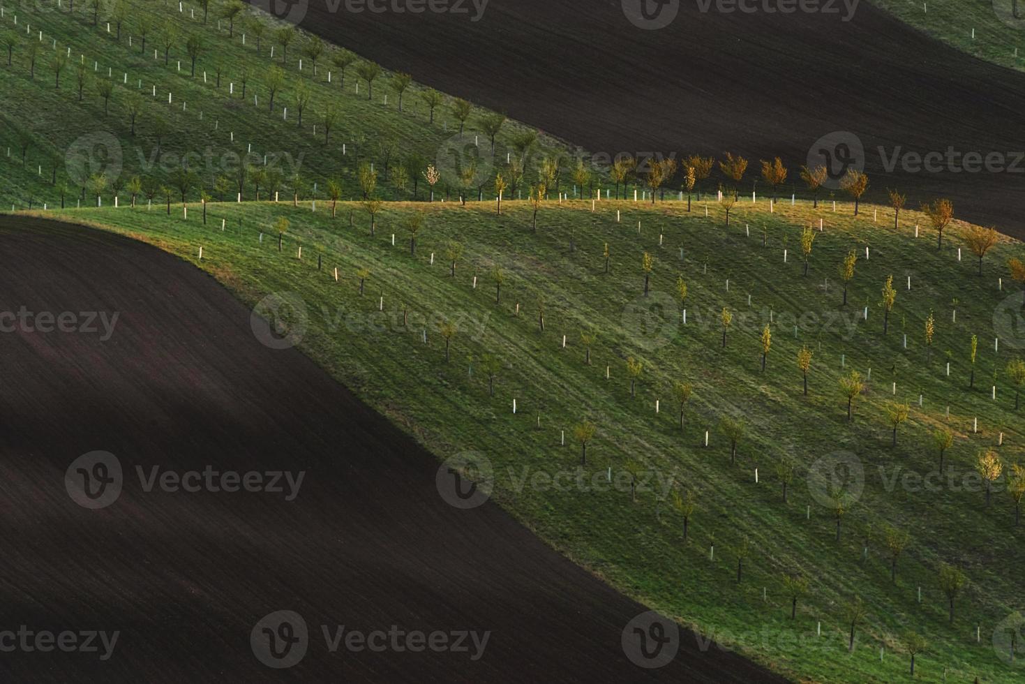 Line of fresh trees on the green agriciltural fields at daytime photo