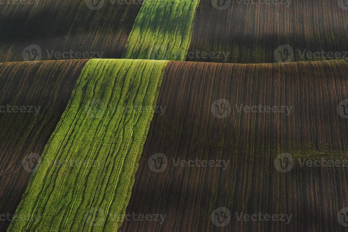 Line of fresh trees on the green agriciltural fields at daytime photo