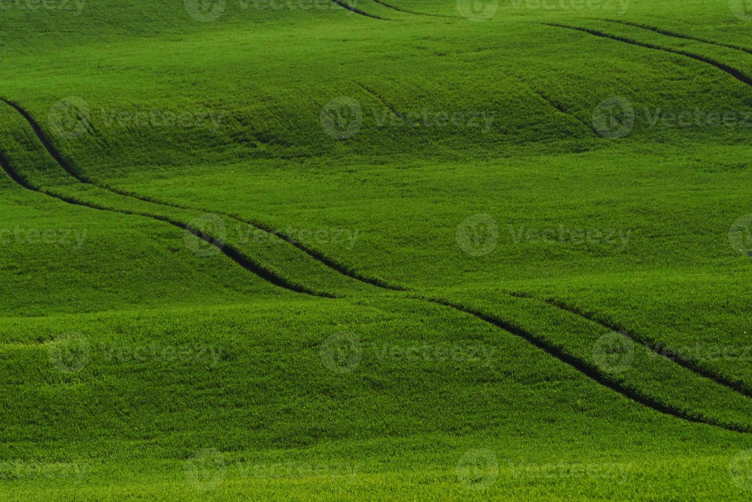 verdes campos agrícolas de moravia durante el día. buen tiempo foto