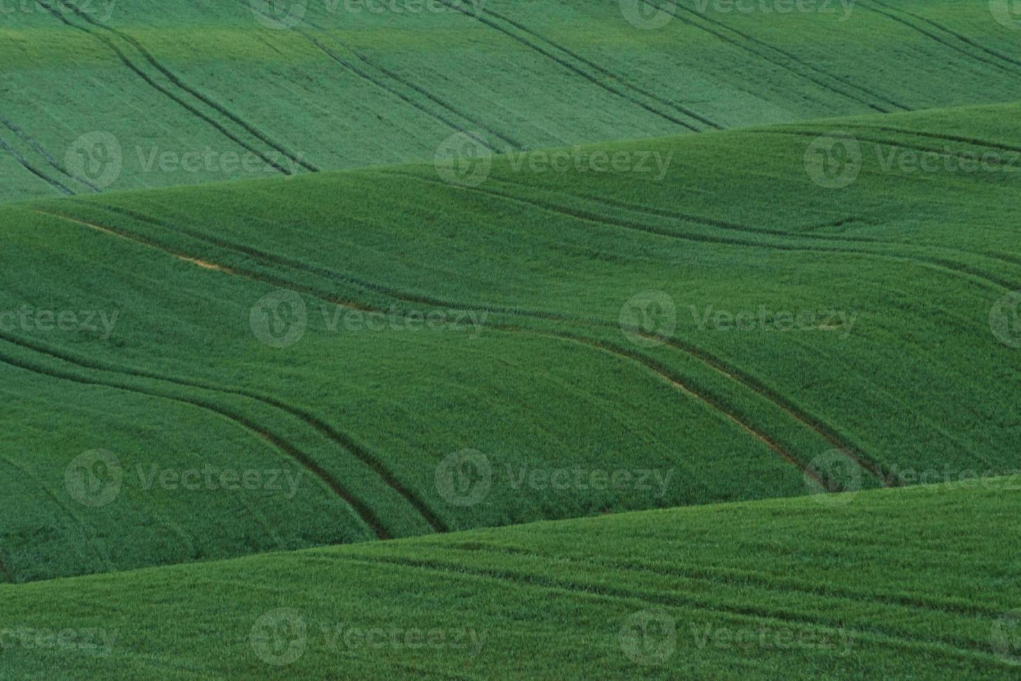 Green agricultural fields of Moravia at daytime. Nice weather photo