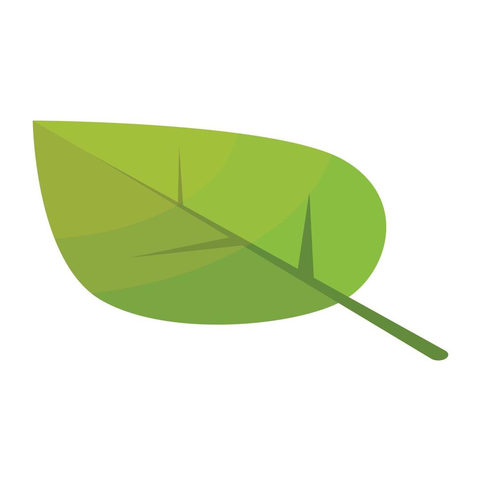 Poplar tree leaf icon, isometric style vector