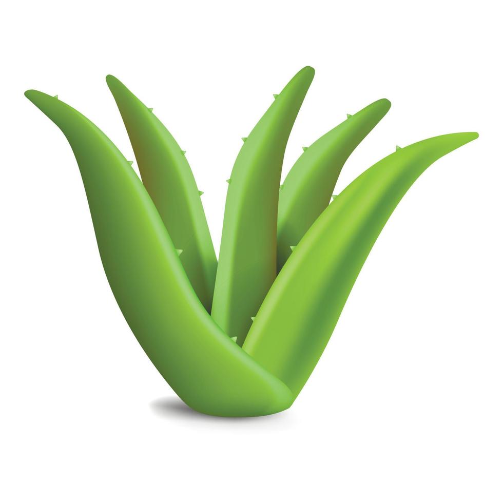 Aloe vera plant icon, realistic style vector