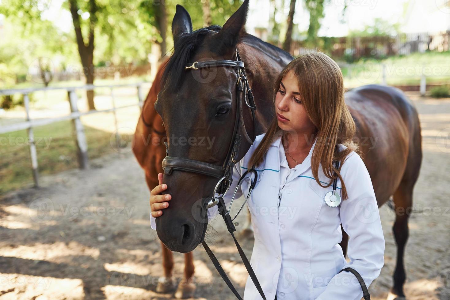 Female vet examining horse outdoors at the farm at daytime photo