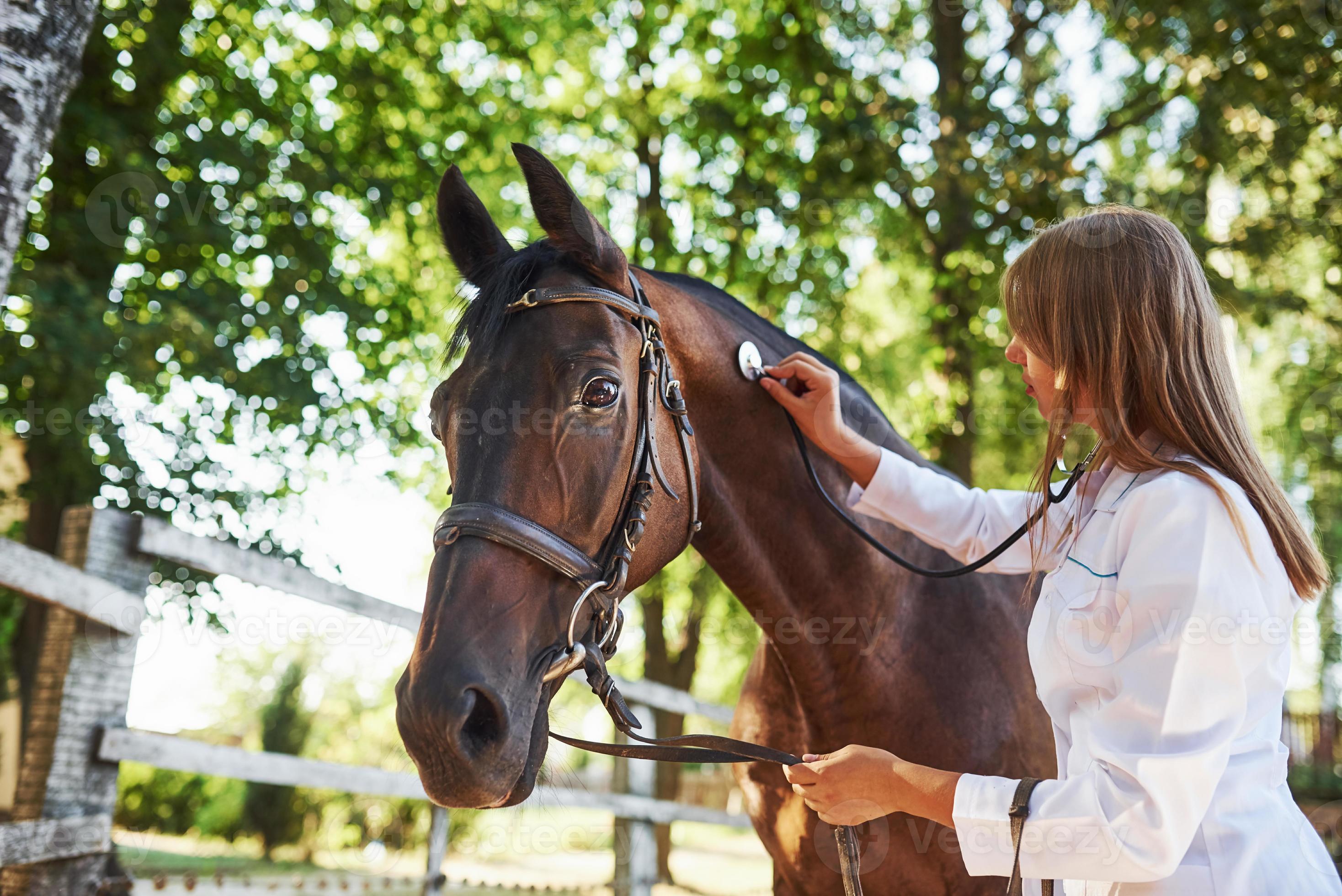 Using stethoscope. Female vet examining horse outdoors at the farm at