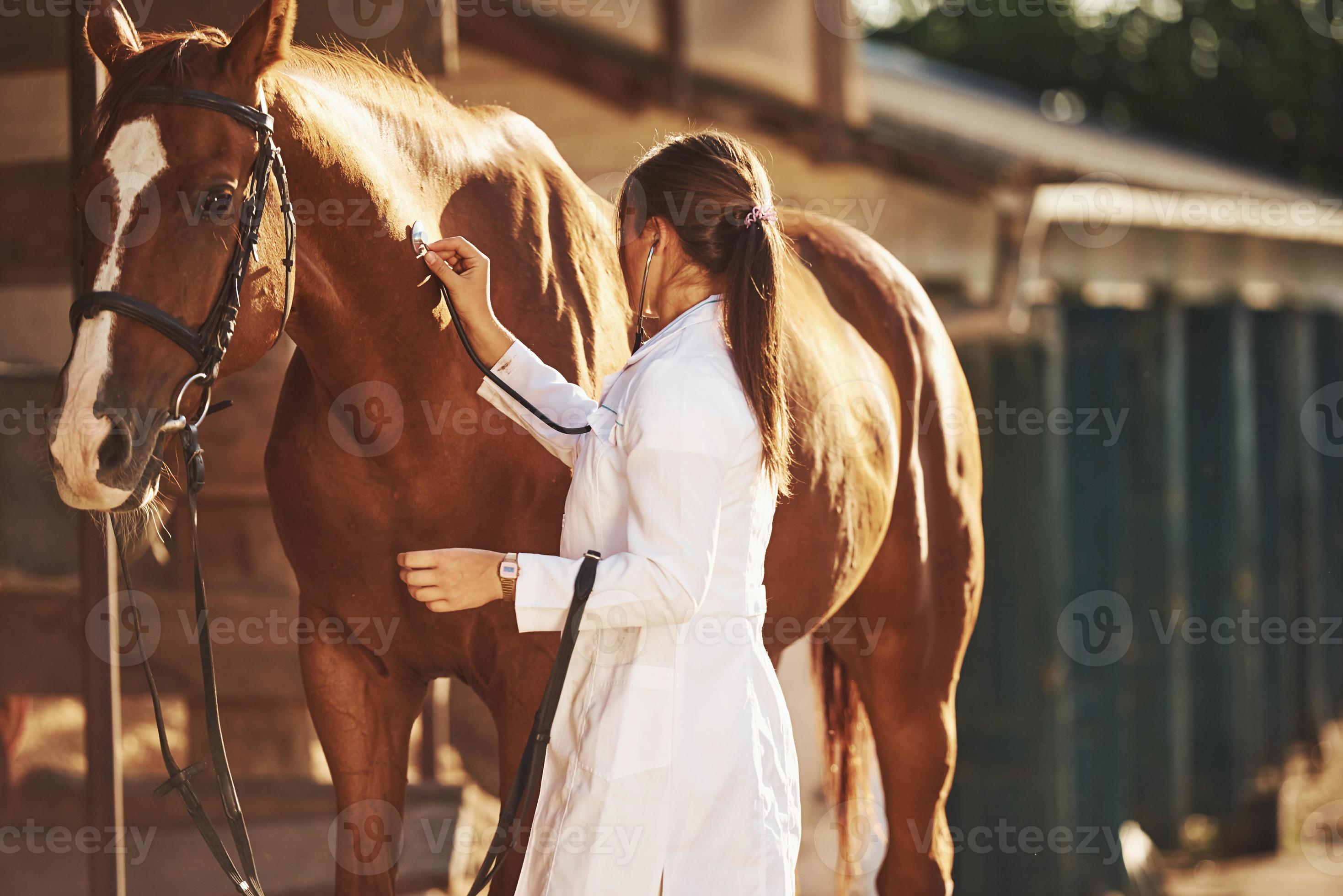 Using stethoscope. Female vet examining horse outdoors at the farm at