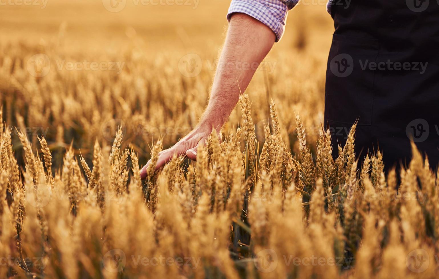 Particle view of senior man that on the agricultural field at daytime that touches harvest photo