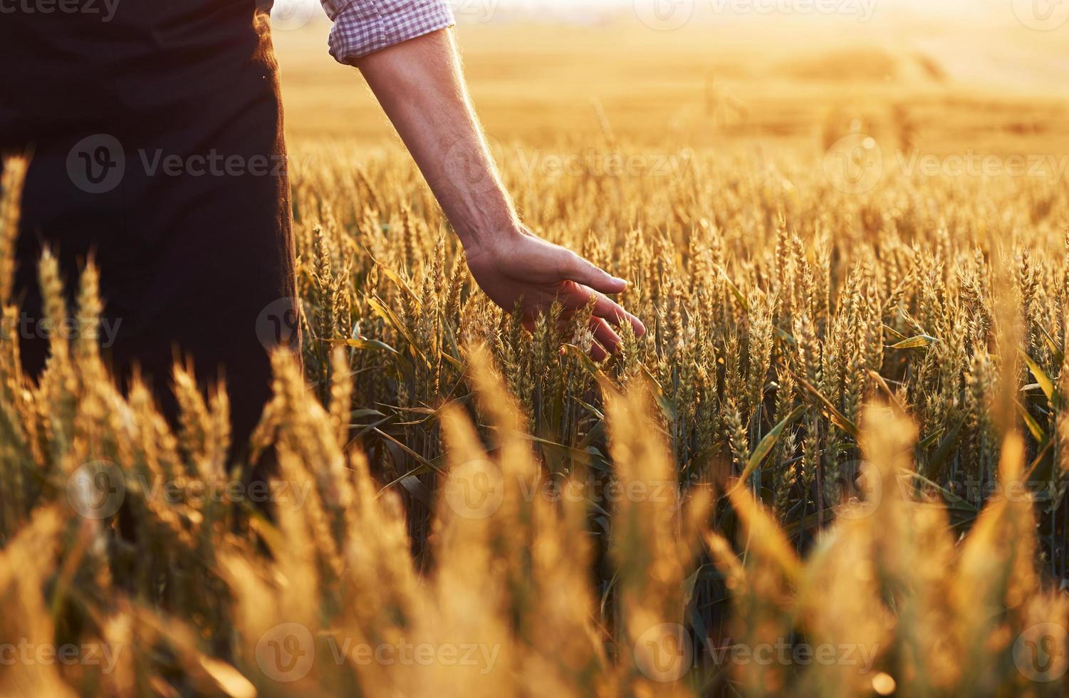 vista de partículas del hombre mayor que en el campo agrícola durante el día que toca la cosecha foto