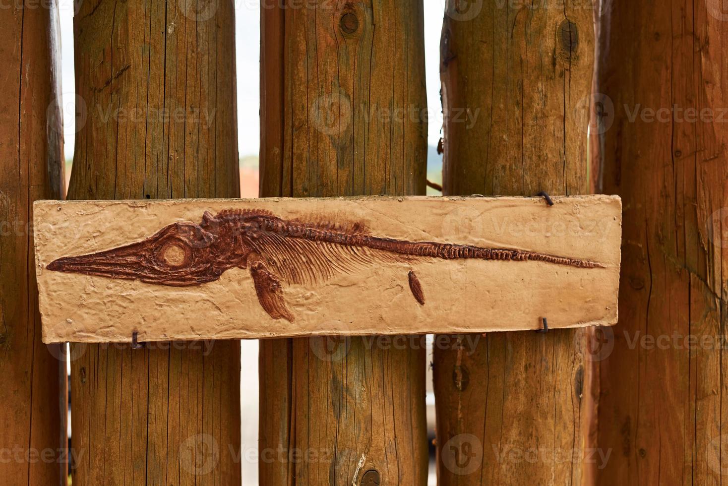 Bones of ancient old prehistoric wild animals hanging on the wall at the show. Conception of paleontology photo