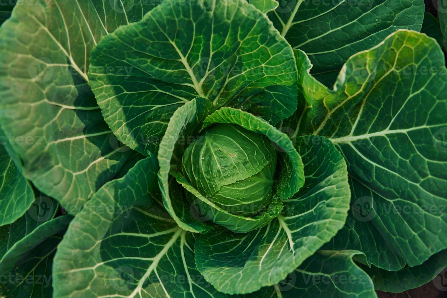 Top view of green fresh cabbage that growing at the farm's soil photo