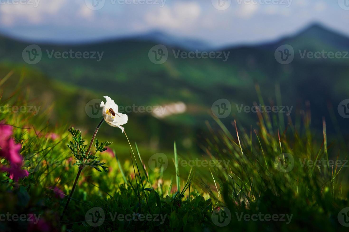 Bee on the flower. Close up view of grass at mountains at sunny day photo