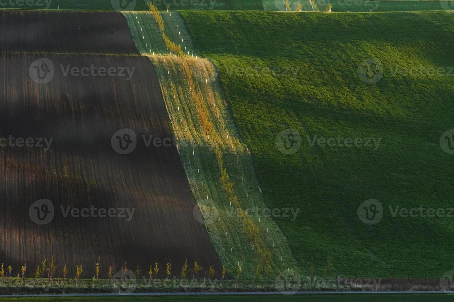 No people. Line of fresh trees on the green agriciltural fields at daytime photo