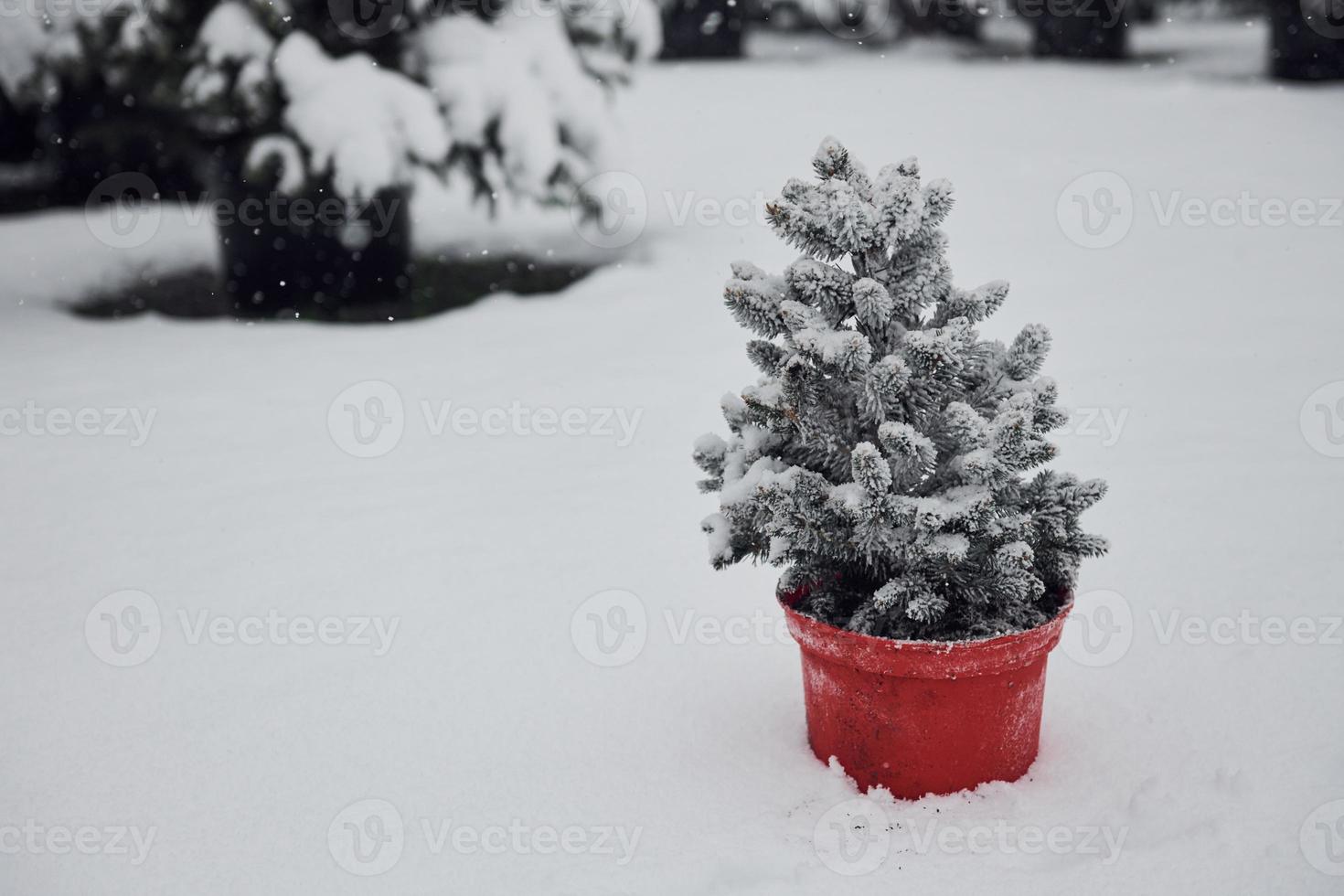 Red pot with little fir tree on the ground full of snow outdoors photo