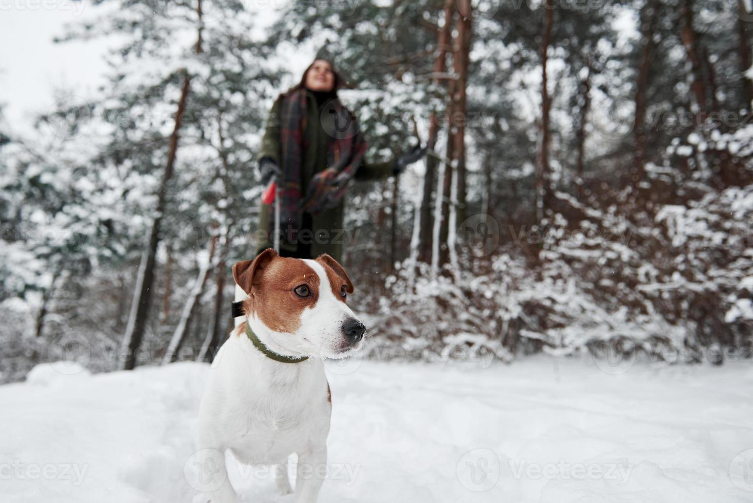 Cute animal want discover some new places. Smiling brunette having fun while walking with her dog in the winter park photo