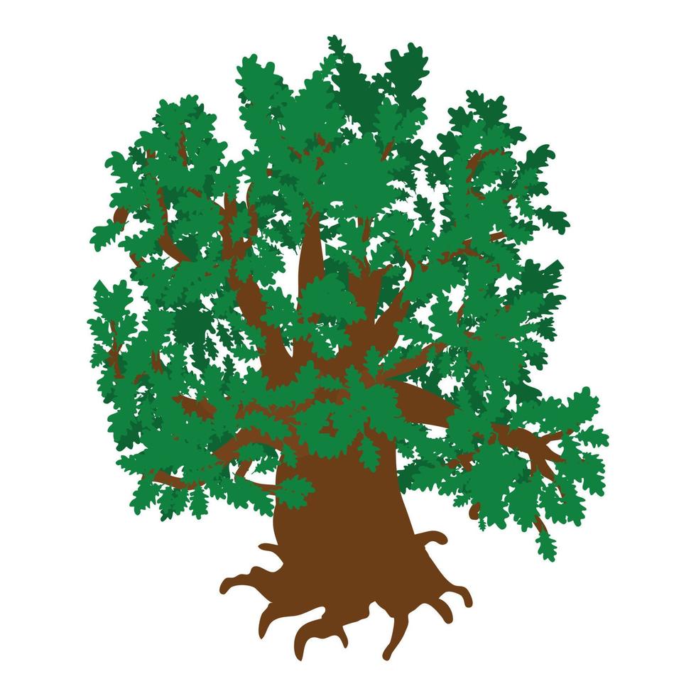 Green oak icon isometric vector. Old green freestanding deciduous tree with root vector