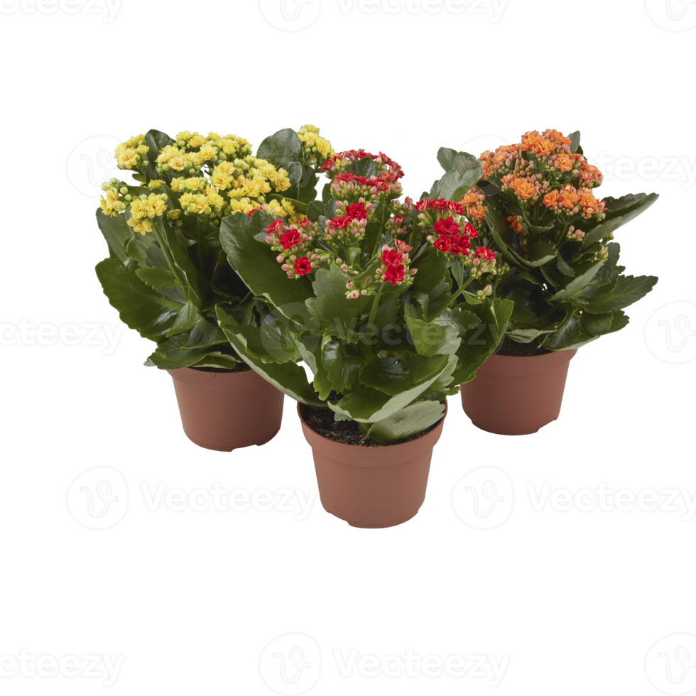 Kalanchoe flowers potted plants primrose with cut out isolated on background transparent png